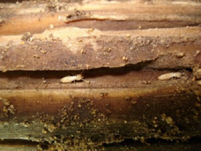 Read more about the article 8 Good Reasons a Property Needs a Termite Inspection annually?