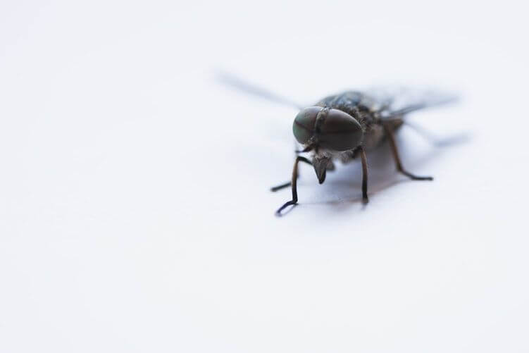 Read more about the article What Do I Need to Know About General Pest Control in Australia?