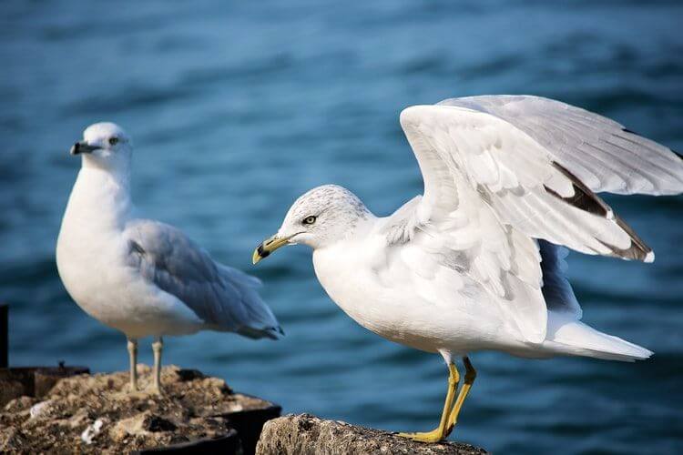 Read more about the article Top Solutions to Your Bird Control Problems in Sydney
