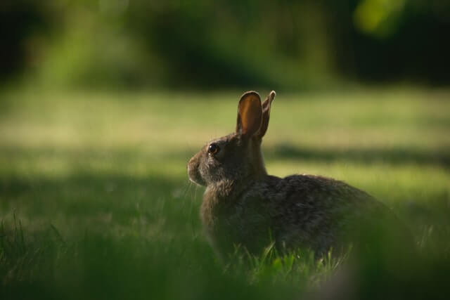 Read more about the article Effective Rodent Control Sydney – Keeping Rodents off Your Property