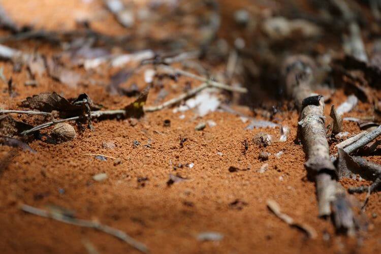 Read more about the article What Areas are Most Affected by Termites in Sydney?