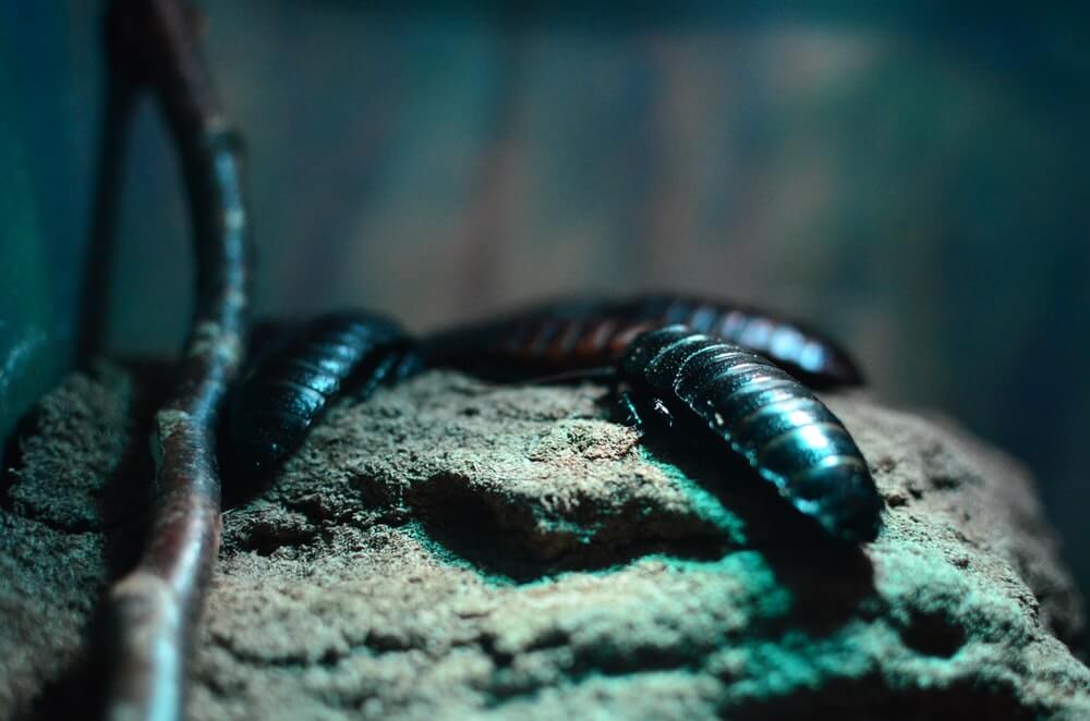 Read more about the article Why Pests Invade Your Home – Pest Invasion In Sydney