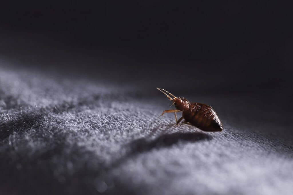 Read more about the article Bed Bugs, Bird Lice or Fleas – What is Biting Me