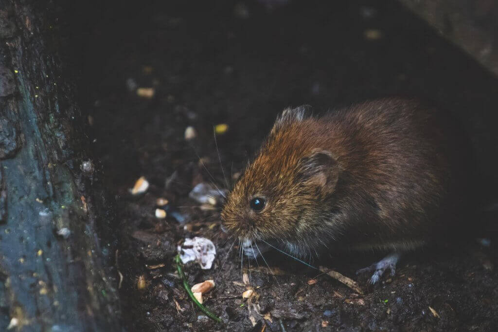 Read more about the article Pests Are A Real Threat In Sydney