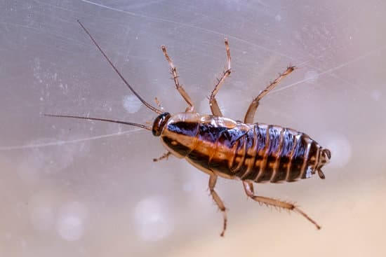 Read more about the article Top Solutions for Cockroach Infestation in Sydney