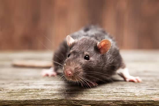Read more about the article How to Get Rid of Rats and Mice in Sydney