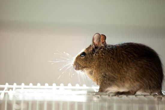 Read more about the article How To Prevent Pests From Sneaking Inside Your Property?