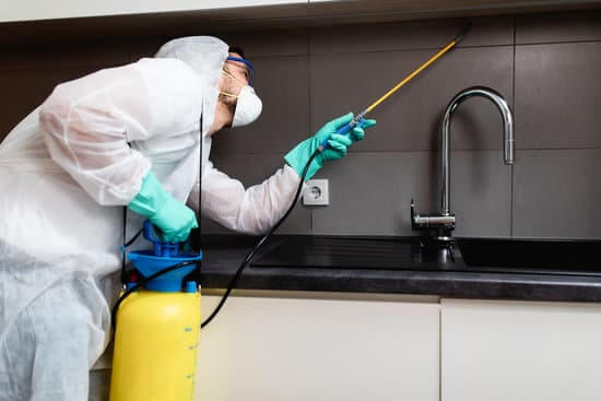 Read more about the article How Serious are Pest Problems in Sydney Australia?