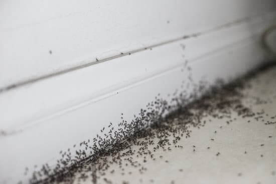 Read more about the article Top Reasons to Hire Professional Pest Controllers