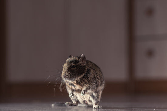 Read more about the article Protect Your Home from Rodents During Winter in Sydney