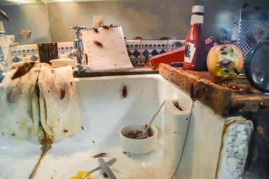 Read more about the article Most Common Sydney Pest Control Problems – At Home