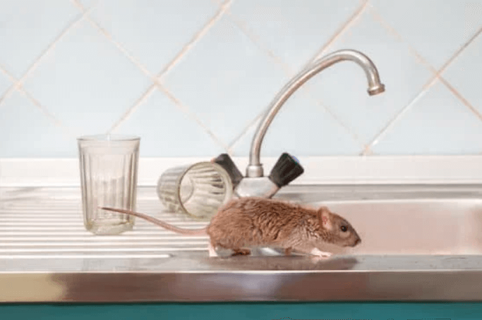Read more about the article Most Common Pest Control Problems At Home in Sydney?