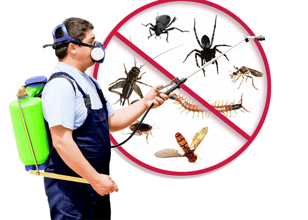 Read more about the article Is Pest Control Worth The Time And Money?