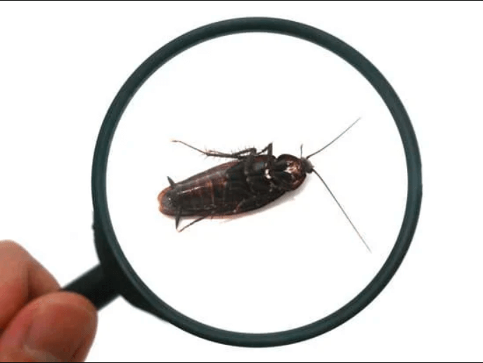 Read more about the article Protect Your Home From The Pesky Pest Invasion