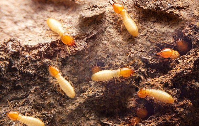 Read more about the article Protect Your Property From Destructive Termites In Perth