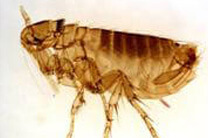 Read more about the article Facts About Fleas