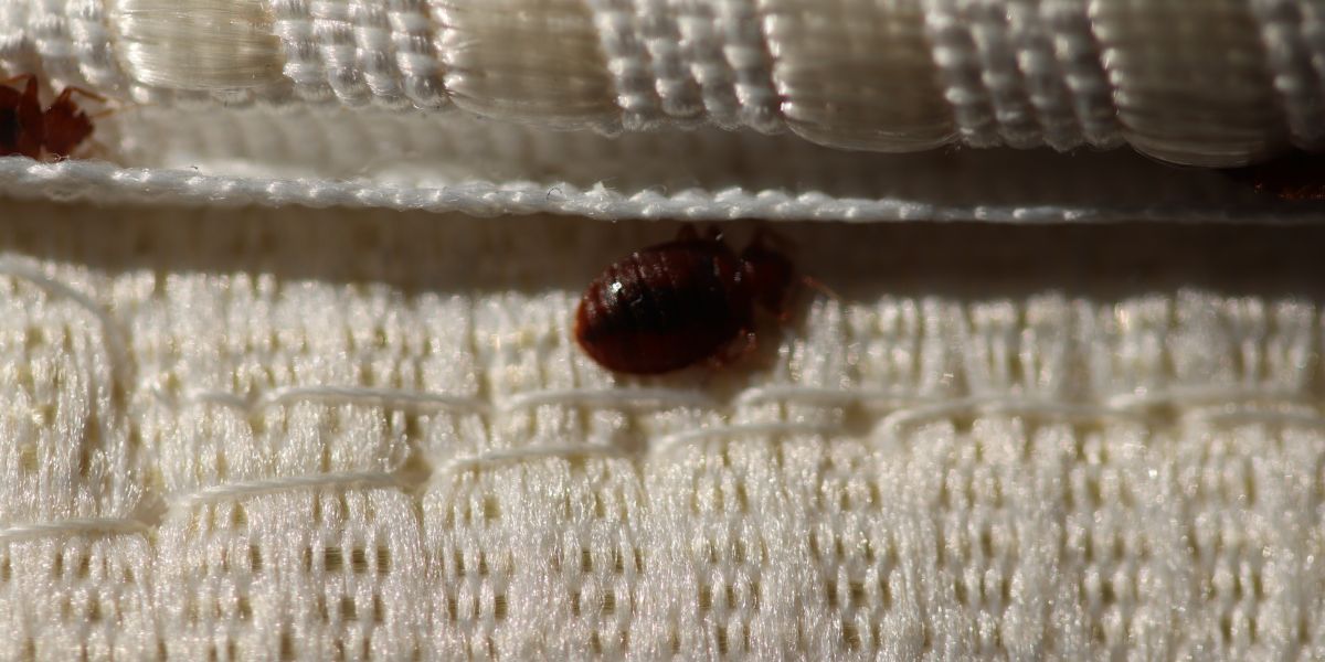 Read more about the article How To Eliminate Bed Bugs in Sydney with Expert Exterminators