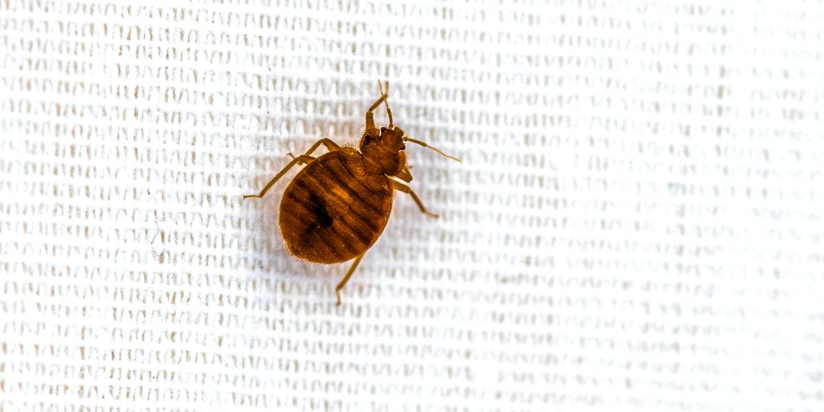 Read more about the article How To Identify Bed Bugs In Sydney